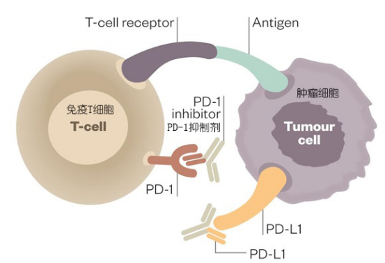 杀死八种癌症!中国要有自己的抗癌“神药”了?