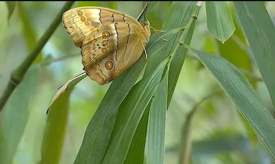 红河蝴蝶谷1.5亿只蝴蝶大爆发 背后的原因是？
