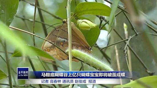 红河蝴蝶谷1.5亿只蝴蝶大爆发 背后的原因是？