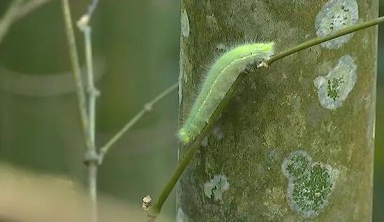 红河蝴蝶谷1.5亿只蝴蝶大爆发 背后的原因是？