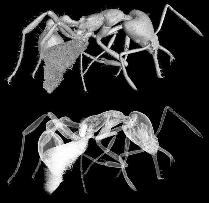 科学家为新发现的微型陷阱颚蚁物种命名 以表彰性别多样性