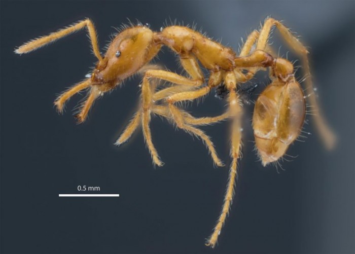 科学家为新发现的微型陷阱颚蚁物种命名 以表彰性别多样性